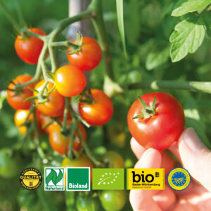 Tomatenrispe mit verschiedenen Bio-Zertifikaten und anerkannten Qualitätssiegeln.